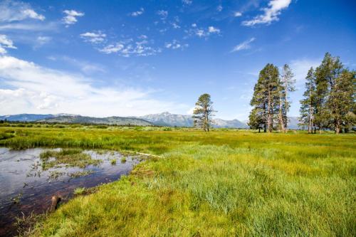 Elegant Pine - image 6