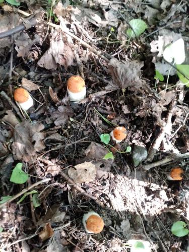 Pod Modrzewiami Pod Modrzewiami