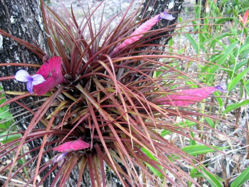 Keaau Place - image 2