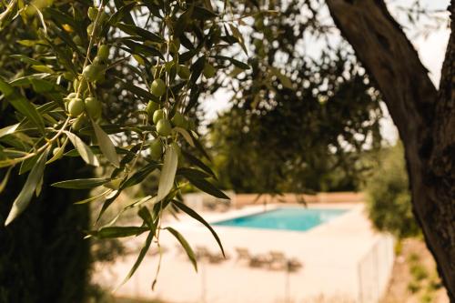 Garden & City Les Bastides de Grimaud - image 7