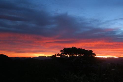 Hotel mango tree nearest Adam's peak