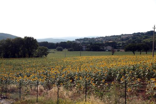 Il Casolare Green House