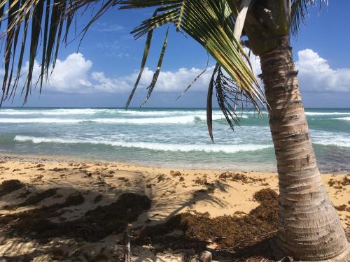 plage, Tranquility by the Sea in Vieques Island