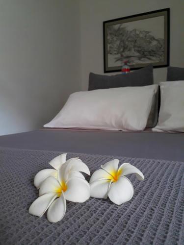 27 Spathodea- Oasis in the City, Kolombo (fotografie 7)