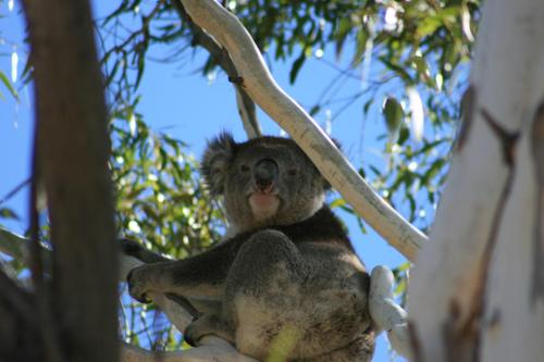 Levi Park Caravan Park Adelaide