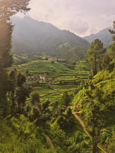 Greenery of Ranikhet