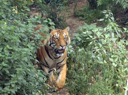 163331604 Tiger Tops Tharu Lodge