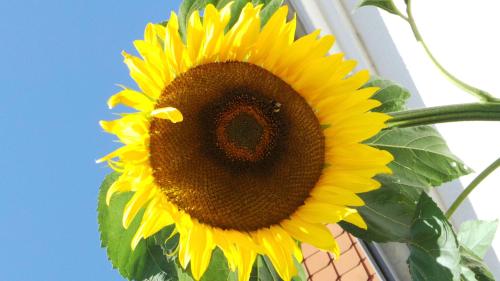 Ferienwohnung-Sonnenblume - image 5