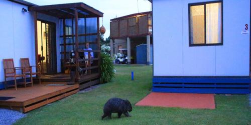 BIG4 Kelso Sands Holiday & Native Wildlife Park - Hotel - Kelso