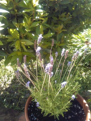 Finca La Rana Verde - image 7