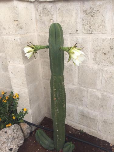 Cactus e ulivi villa a Speziale