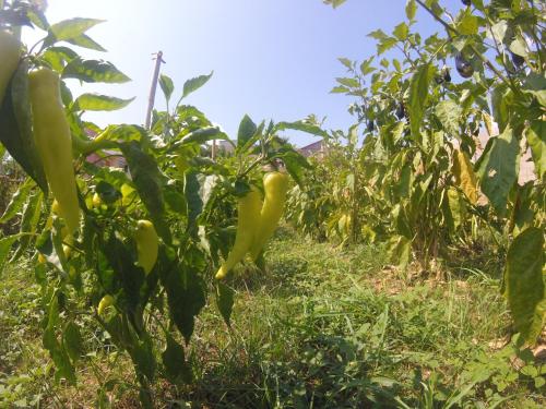 Maleme Mare - image 13