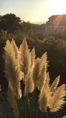  As Ruinas in Caminha