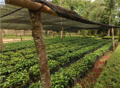 Mision Los Cocuyos Alta Montana