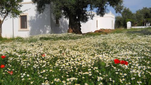 Masseria De Michele - image 10