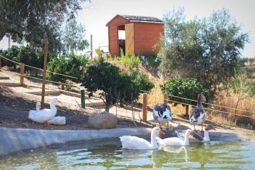 Hotel O Gato - Edificio Standard - image 9