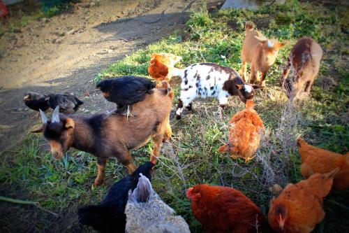 Hotel O Gato - Edificio Standard - image 11