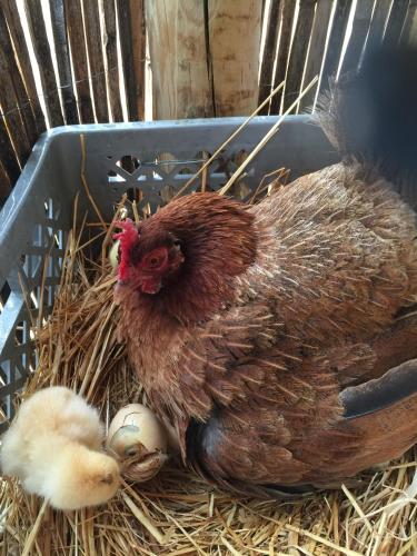 Hotel O Gato - Edificio Standard - image 4