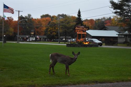 Country Club Motel - main image