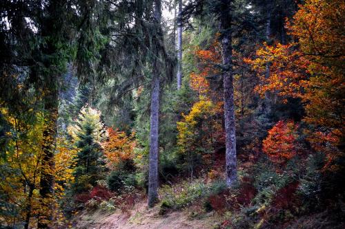 "Kuckucksnest" Hallenbad Freibecken Massagen nebenan