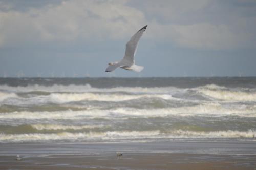 Huisjes aan zee - image 2