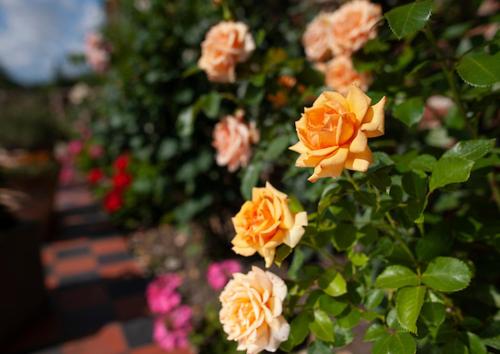 Goss Hall Bed & Breakfast - image 8