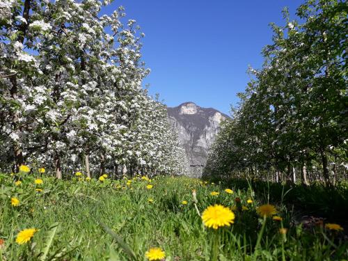 Agriturismo L' Isola di Arturo 3