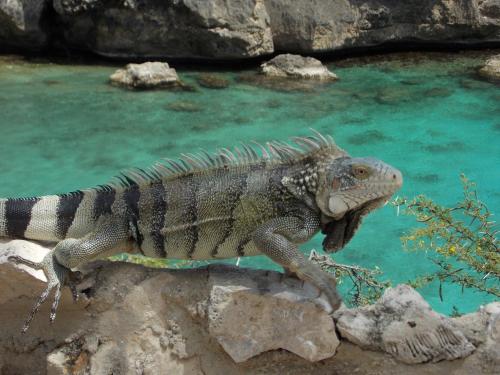 Bon Bini Lagun Curacao