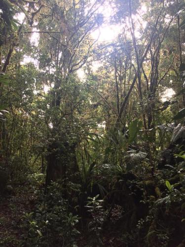 Cabaña de montaña La Magnolia, Cerro de la Muerte De La Cañuela Cloud Forest