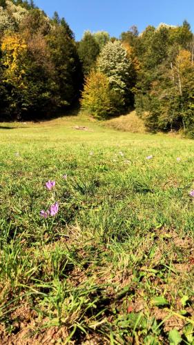 Pensiunea Valea Gepisului - main image