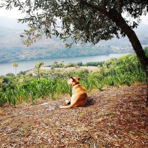 Casa da Mouta - Douro Valley