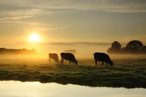 Ruyge Weyde Logies, Eco Farm