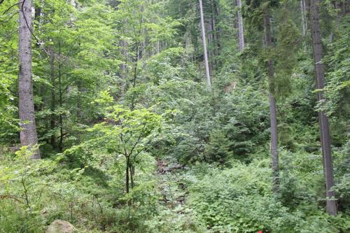 Bacówka w sercu gór - dom z bali w Gorcach Bacówka w sercu gór - dom z bali w Gorcach