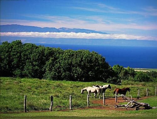 Kohala Lodge- Vacation Rental House