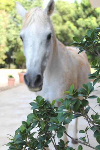 Tenuta Ferraro - image 13