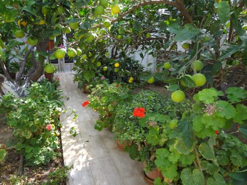  Cozy Citrus Garden House by the Seaside. in Khónai