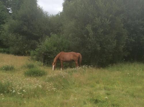 Appartement Vert, Compreignac