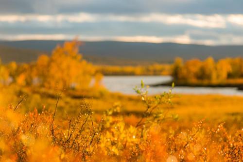 Arctic Gourmet Cabin - image 10