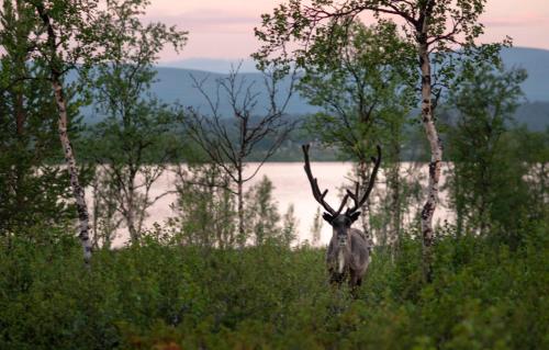 Arctic Gourmet Cabin - image 8