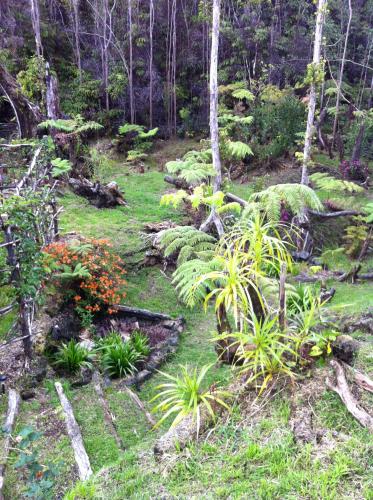 Kert, Ixchel Hawaii Volcano in Fern Forest (HI)