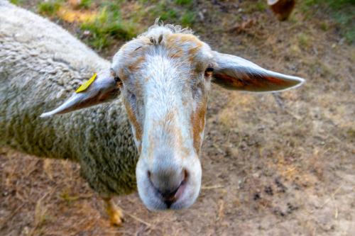 Kingdom Road Farm - image 6