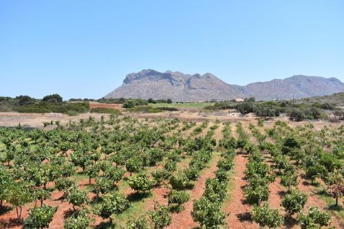 Exotic Villa Akrotiri 3 in Stavros Chania! in Stavros