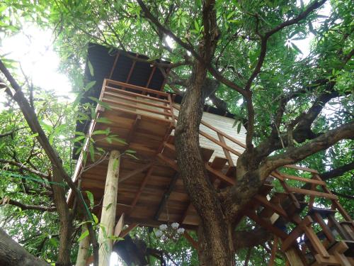 Casa na Arvore