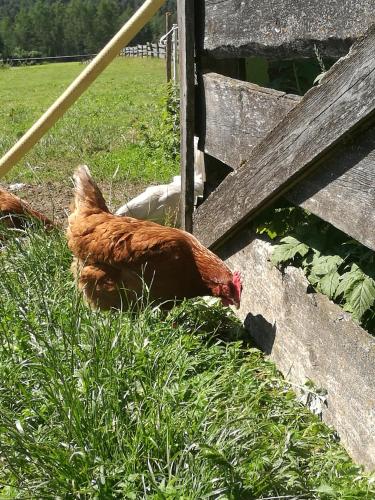  Fink-Hof in Wildermieming