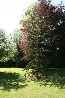 Kathleens Country House - image 8