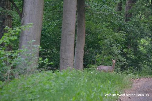 Huis 38 Seepark Kirchheim