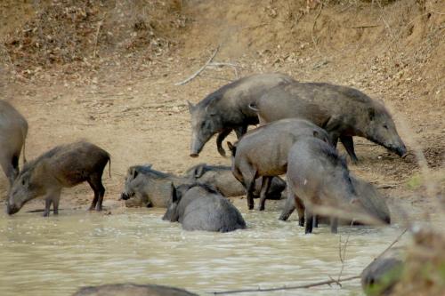 Jetwing Safari Camp