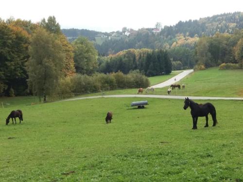 Ferienwohnung auf dem Erlebnisreiterhof Kreipl