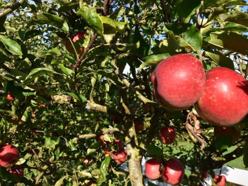 Cozy Holiday Home in Saint-Gervais with Beach Nearby gîte à louer Bouin