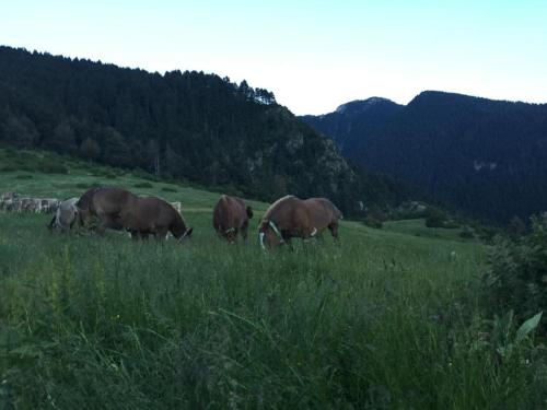 Cal Pedrals, Puigcerdà (Foto 9)